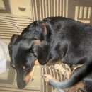 Подробнее об объявлении «Челябинск Найдена собака кобель» Фото: найдена собака Такса «Челябинск Найдена собака кобель» в г. Челябинск