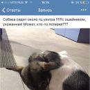 Подробнее об объявлении «Уфа Найдена собака хозяин   откликнись» Фото: найдена собака  «Уфа Найдена собака хозяин   откликнись» в г. Уфа