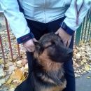 Подробнее об объявлении «Найдена собака кобель ищем старых или новых хозяев Красногорск» Фото: найдена собака  «Найдена собака кобель ищем старых или новых...» в г. Красногорск