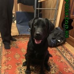 Подробнее об объявлении «Найдена собака северное измайлово Москва» Фото: найдена собака Лабрадор ретривер «Найдена собака северное измайлово Москва» в г. Москва