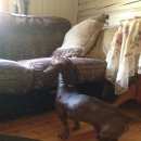 Подробнее об объявлении «Найдена собака кобель такса Тюмень» Фото: найдена собака Такса «Найдена собака кобель такса Тюмень» в г. Тюмень