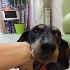 Подробнее об объявлении «Найдена собака кобель такса черная кобель Москва» Фото: найдена собака Такса «Найдена собака кобель такса черная кобель Москва» в г. Москва