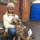 Подробнее об объявлении «Найдена собака кобель Москва» Фото: найдена собака  «Найдена собака кобель Москва» в г. Москва