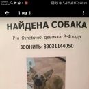 Подробнее об объявлении «Найдена собака Москва» Фото: найдена собака  «Найдена собака Москва» в г. Москва