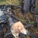 Подробнее об объявлении «Найдена собака русская гончая Дмитров» Фото: найдена собака  «Найдена собака русская гончая Дмитров» в г. Дмитров