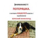 Подробнее об объявлении «Белгород Найдена собака кобель в таврово -» Фото: найдена собака  «Белгород Найдена собака кобель в таврово -» в г. Белгород