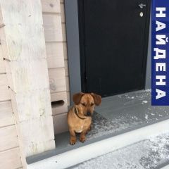 Подробнее об объявлении «Нарофоминск Найдена собака кобель такс. в лесу» Фото: найдена собака Такса «Нарофоминск Найдена собака кобель такс. в лесу» в г. Нарофоминск