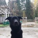 Подробнее об объявлении «Найдена собака кобель Мытищи» Фото: найдена собака  «Найдена собака кобель Мытищи» в г. Мытищи