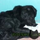 Подробнее об объявлении «Найдена собака чья собака? Ростов-на-Дону» Фото: найдена собака  «Найдена собака чья собака? Ростов-на-Дону» в г. Ростов-на-Дону