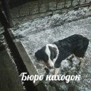 Подробнее об объявлении «Архангельск Найдена собака кобель» Фото: найдена собака  «Архангельск Найдена собака кобель» в г. Архангельск