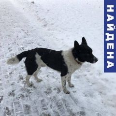 Подробнее об объявлении «Найдена собака кобель умный, красивый пёс ищет хозяина Москва» Фото: найдена собака  «Найдена собака кобель умный, красивый пёс ищет...» в г. Москва