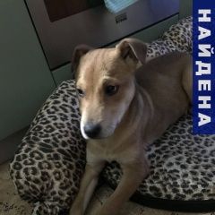 Подробнее об объявлении «Щербинка Найдена собака кобель» Фото: найдена собака  «Щербинка Найдена собака кобель» в г. Щербинка
