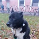 Подробнее об объявлении «Электросталь Найдена собака кобель рел лайка черно-белая» Фото: найдена собака Сибирская «Электросталь Найдена собака кобель рел лайка...» в г. Электросталь