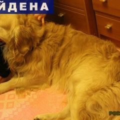 Подробнее об объявлении «Омск Найдена собака кобель» Фото: найдена собака Лабрадор ретривер «Омск Найдена собака кобель» в г. Омск