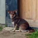 Подробнее об объявлении «Нарофоминск Найдена собака д. каменка» Фото: найдена собака  «Нарофоминск Найдена собака д. каменка» в г. Нарофоминск