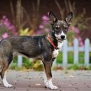 Подробнее об объявлении «Калуга Найдена собака щенок в сквере воронина» Фото: найдена собака  «Калуга Найдена собака щенок в сквере воронина» в г. Калуга