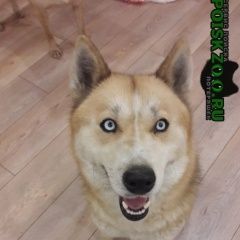 Подробнее об объявлении «Краснодар Найдена собака срочно ищем хозяина» Фото: найдена собака Сибирская хаски «Краснодар Найдена собака срочно ищем хозяина» в г. Краснодар