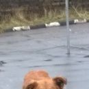 Подробнее об объявлении «Щербинка Найдена собака кобель кто потерял?» Фото: найдена собака  «Щербинка Найдена собака кобель кто потерял?» в г. Щербинка