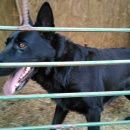 Подробнее об объявлении «Краснодар Найдена собака овчарка» Фото: найдена собака  «Краснодар Найдена собака овчарка» в г. Краснодар