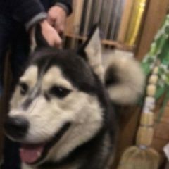 Подробнее об объявлении «Найдена собака кобель хаски Воскресенск» Фото: найдена собака Сибирская хаски «Найдена собака кобель хаски Воскресенск» в г. Воскресенск