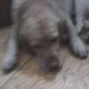 Подробнее об объявлении «Абакан Найдена собака кобель» Фото: найдена собака Лабрадор ретривер «Абакан Найдена собака кобель» в г. Абакан