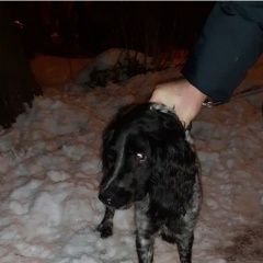Подробнее об объявлении «Найдена собака кобель русский спаниэль Нижний Новгород» Фото: найдена собака Русский охотничий спаниель «Найдена собака кобель русский спаниэль Нижний...» в г. Нижний Новгород