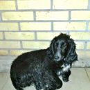 Подробнее об объявлении «Найдена собака. спаниель в ошейнике сука мо Дмитров» Фото: найдена собака Русский охотничий спаниель «Найдена собака. спаниель в ошейнике сука мо...» в г. Дмитров