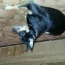 Подробнее об объявлении «Ангарск Найдена собака» Фото: найдена собака Той-терьер «Ангарск Найдена собака» в г. Ангарск