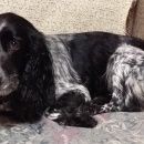 Подробнее об объявлении «Краснодар Найдена собака кобель. русский спаниель кобель» Фото: найдена собака Русский охотничий спаниель «Краснодар Найдена собака кобель. русский...» в г. Краснодар