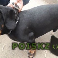 Подробнее об объявлении «Найдена собака кобель такса Красногорск» Фото: найдена собака Такса «Найдена собака кобель такса Красногорск» в г. Красногорск