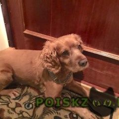 Подробнее об объявлении «Найдена собака кобель. спаниель кобель новогиреево Москва» Фото: найдена собака Английский кокер-спаниель «Найдена собака кобель. спаниель кобель...» в г. Москва