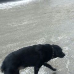 Подробнее об объявлении «Нижний Новгород Найдена собака кобель собака» Фото: найдена собака  «Нижний Новгород Найдена собака кобель собака» в г. Нижний Новгород