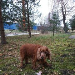 Подробнее об объявлении «Найдена собака кобель ноябрь рыжий спаниель кобель Санкт-Петербург» Фото: найдена собака Английский кокер-спаниель «Найдена собака кобель ноябрь рыжий спаниель...» в г. Санкт-Петербург
