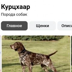 Подробнее об объявлении «Найдена собака кобель в р-не. чкаловского Тверь» Фото: найдена собака  «Найдена собака кобель в р-не. чкаловского Тверь» в г. Тверь