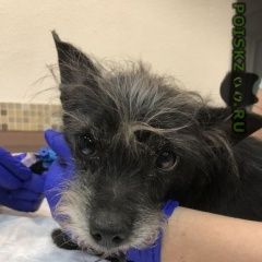 Подробнее об объявлении «Найдена собака кобель мальчик Москва» Фото: найдена собака  «Найдена собака кобель мальчик Москва» в г. Москва