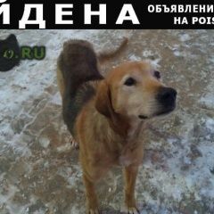 Подробнее об объявлении «Ярославль Найдена собака кобель» Фото: найдена собака Гончая «Ярославль Найдена собака кобель» в г. Ярославль