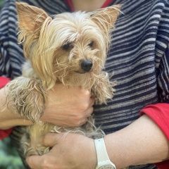 Подробнее об объявлении «Красногорск Найдена собака йоркширский терьер в д. захарково (сука)» Фото: найдена собака Йоркширский терьер «Красногорск Найдена собака йоркширский терьер в...» в г. Красногорск