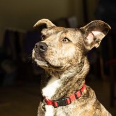 Подробнее об объявлении «Найдена собака метис стаффорда Москва» Фото: найдена собака  «Найдена собака метис стаффорда Москва» в г. Москва