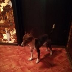 Подробнее об объявлении «Новокузнецк Найдена собака кобель пинчер» Фото: найдена собака  «Новокузнецк Найдена собака кобель пинчер» в г. Новокузнецк