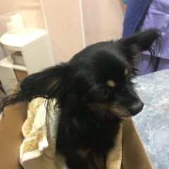 Подробнее об объявлении «Гатчина Найдена собака кобель той терьер» Фото: найдена собака Той-терьер «Гатчина Найдена собака кобель той терьер» в г. Гатчина