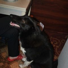 Подробнее об объявлении «Кохма Найдена собака кобель русско-европейская лайка» Фото: найдена собака  «Кохма Найдена собака кобель русско-европейская...» в г. Кохма