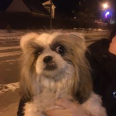 Подробнее об объявлении «Оренбург Найдена собака на илекской трассе шитцу» Фото: найдена собака Ши-тцу «Оренбург Найдена собака на илекской трассе шитцу» в г. Оренбург