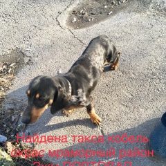 Подробнее об объявлении «Найдена собака кобель такса Ростов-на-Дону» Фото: найдена собака Такса «Найдена собака кобель такса Ростов-на-Дону» в г. Ростов-на-Дону