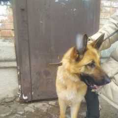Подробнее об объявлении «Киев Найдена собака» Фото: найдена собака Немецкая овчарка «Киев Найдена собака» в г. Киев
