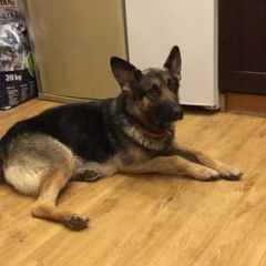 Подробнее об объявлении «Фрязино Найдена собака сука немецкой овчарки с щенками» Фото: найдена собака Немецкая овчарка «Фрязино Найдена собака сука немецкой овчарки с...» в г. Фрязино