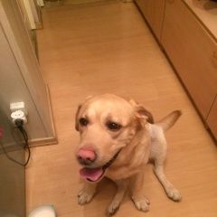 Подробнее об объявлении «Найдена собака кобель лабрадор Смоленск» Фото: найдена собака Лабрадор ретривер «Найдена собака кобель лабрадор Смоленск» в г. Смоленск