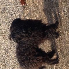 Подробнее об объявлении «Красноярск Найдена собака кобель» Фото: найдена собака  «Красноярск Найдена собака кобель» в г. Красноярск