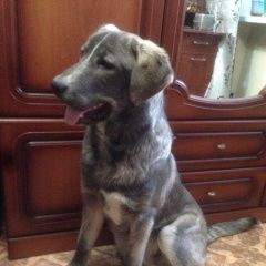 Подробнее об объявлении «Иваново Найдена собака кобель» Фото: найдена собака  «Иваново Найдена собака кобель» в г. Иваново