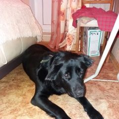 Подробнее об объявлении «Нижний Новгород Найдена собака кобель на мещере» Фото: найдена собака Лабрадор ретривер «Нижний Новгород Найдена собака кобель на мещере» в г. Нижний Новгород