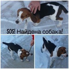 Подробнее об объявлении «Минусинск Найдена собака кобель село селиваниха» Фото: найдена собака  «Минусинск Найдена собака кобель село селиваниха» в г. Минусинск